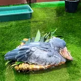 松江フォーゲルパーク