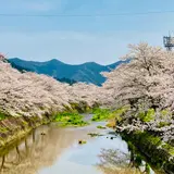 柏原川桜堤回廊
