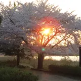 鳥屋野潟公園鐘木地区【桜の名所】