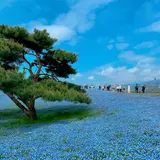 国営ひたち海浜公園