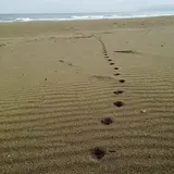 砂浜美術館