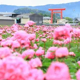 長沢町のシャクヤク