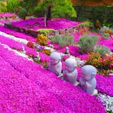 奈良 速成寺（永代供養・芝桜庭園樹木葬・納骨堂・お墓・水子供養）