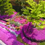 芝桜庭園樹木葬｜永代供養墓