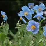 六甲高山植物園