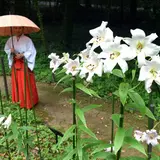 大神神社ささゆり園