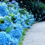 森林植物園 正門