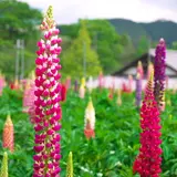味わいの里みかづき　ルピナス畑