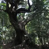 天神社