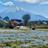 山中湖花の都公園