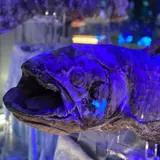 沼津港深海水族館