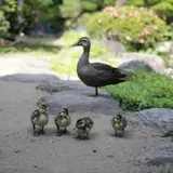 豪商の館田中本家博物館