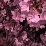 真間川沿い桜並木