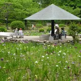 花菖蒲の名所
