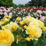 薔薇の名所