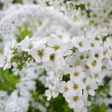 いつも花が咲いている