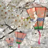 桜の名所