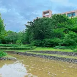 花野（新梅田シティの里山）