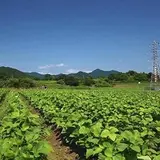 夜久野高原