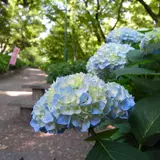 紫陽花の名所