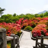 八幡ツツジ群落