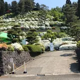 月華山 かねこつつじ園