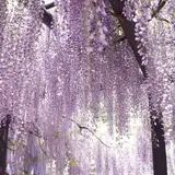 白井大町藤公園