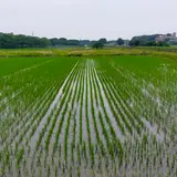 見沼田んぼのフナノ