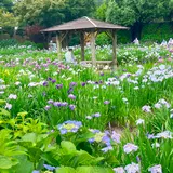 染谷花しょうぶ園