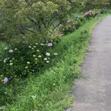 瀬又・村田川の鯉のぼり