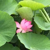 千葉公園