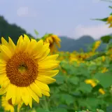 西下野