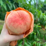 桃茂実苑観光農園