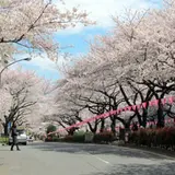 播磨坂さくら並木