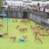 鹿苑