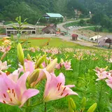 ちくさ高原ゆり園