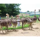 ダチョウ王国石岡ファーム