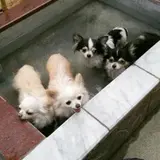 箱根の森足湯