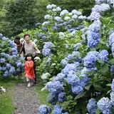 南沢あじさい山