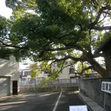 稗島の樟