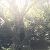 武雄の大楠