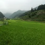 不動山の大茶樹