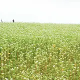 笠荒神のそば畑