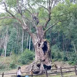 武雄の大楠
