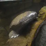 日本サンショウウオセンター
