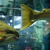 山梨県立 富士湧水の里 水族館（森の水族館）