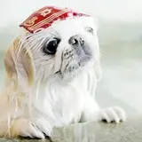ＤｏｇＰｅｔｉｔＲｅｓｏｒｔＪＯＫＥＲ綱吉の湯