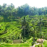 Tegallalang