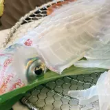渚館きむら 唐津茶屋