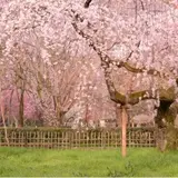 近衛のしだれ桜